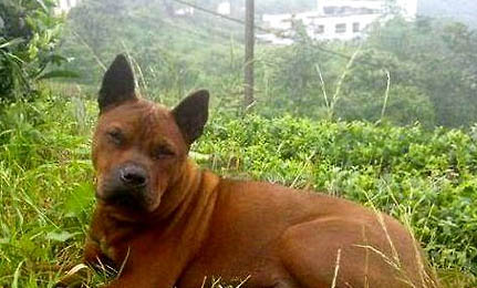 阿富汗猎犬饲养方法和注意事项