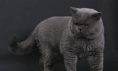新手该如何饲养猫咪
