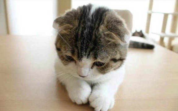 2个月小猫一天吃多少