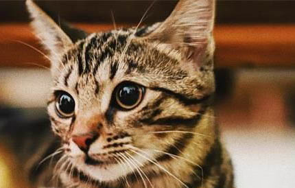 中国狸花猫为什么被cfa除名