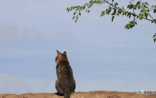 小猫不听话怎么教育