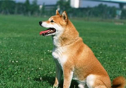 柴犬眼睛下面掉毛