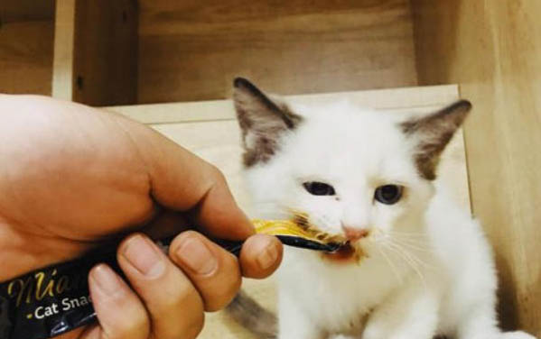 得了猫瘟的猫睡觉姿势