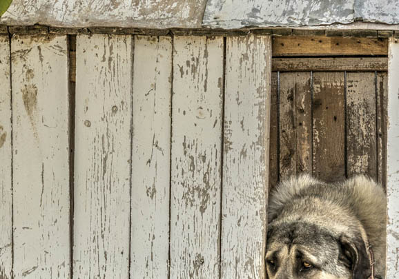 德国边境牧羊犬幼犬价格多少一只?