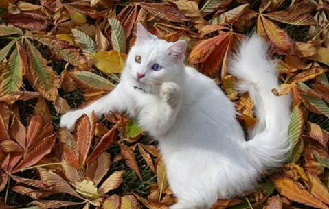 土耳其梵猫和土猫区别
