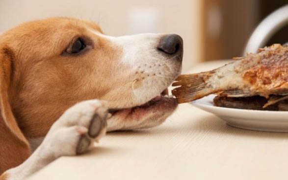 狗狗拉稀果冻状黏稠带血怎么回事
