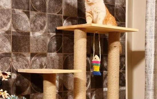 猫咪为什么讨厌吃药