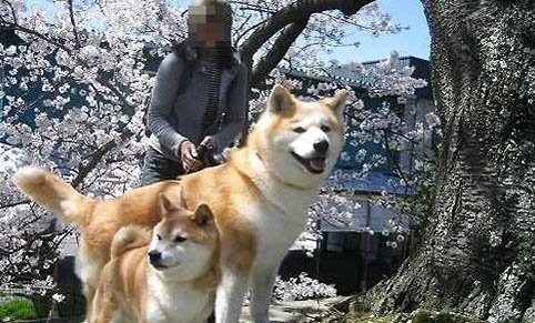 柴犬严重掉毛怎么办