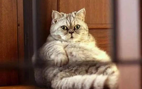 猫为什么会老打喷嚏