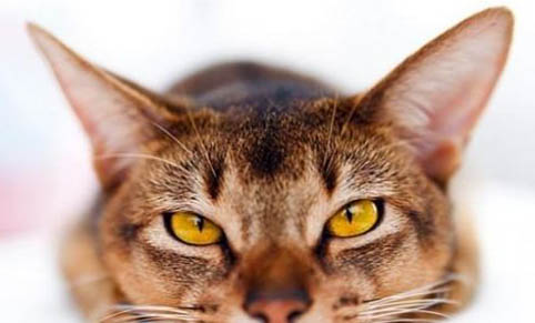 猫咪一天吃多少猫粮合适