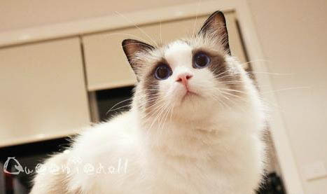 猫咪几个月做绝育最好