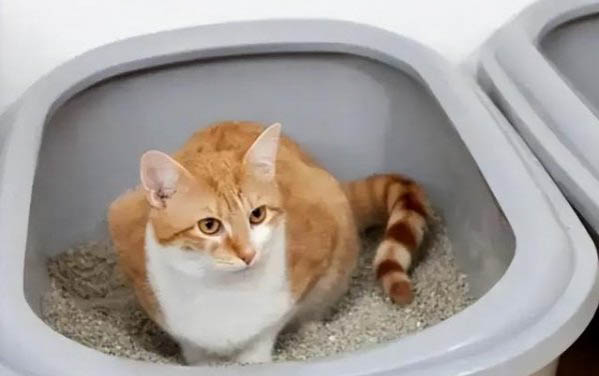 2个月大的小猫一天睡几个小时