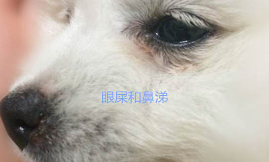 犬瘟多少天算撑过去了