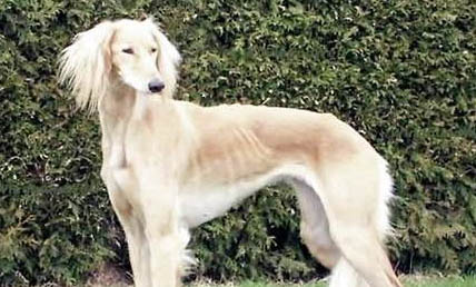 法老王猎犬多少钱一只