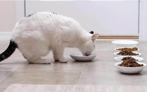 猫咪急喘肚子一抽一抽是什么原因