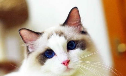 猫咪绝育手术多久能好